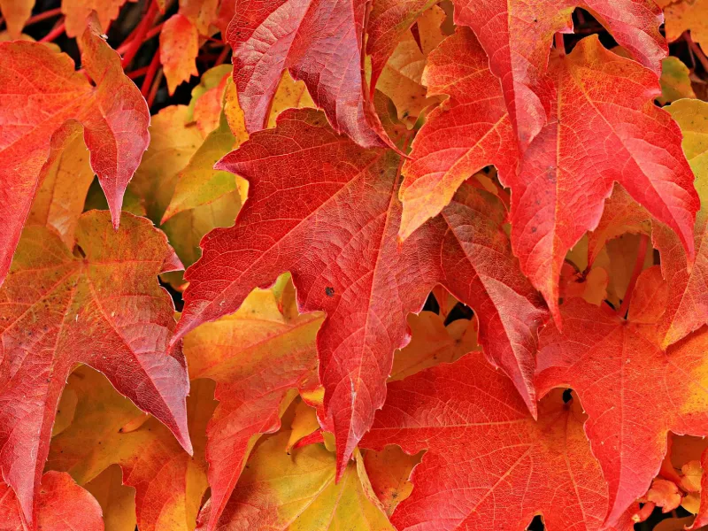 Red and Brown Leaves