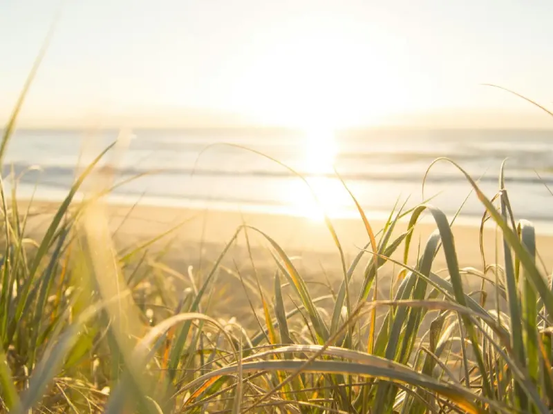beach field