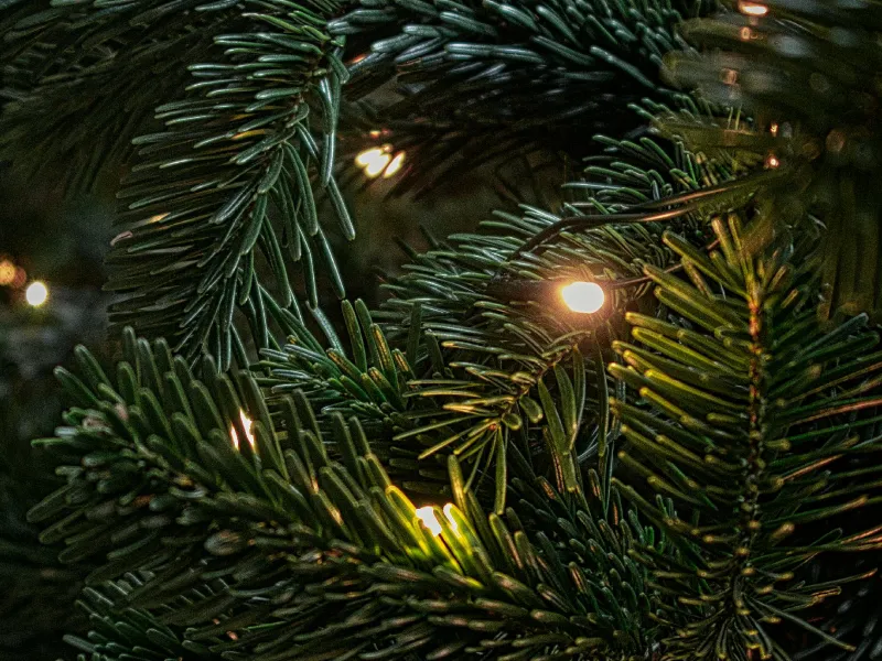 christmas tree