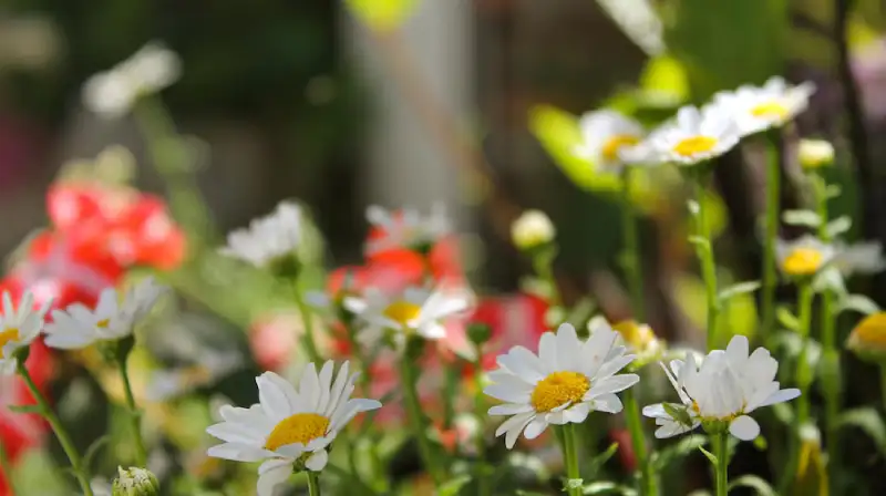 close-up-daisy-flower