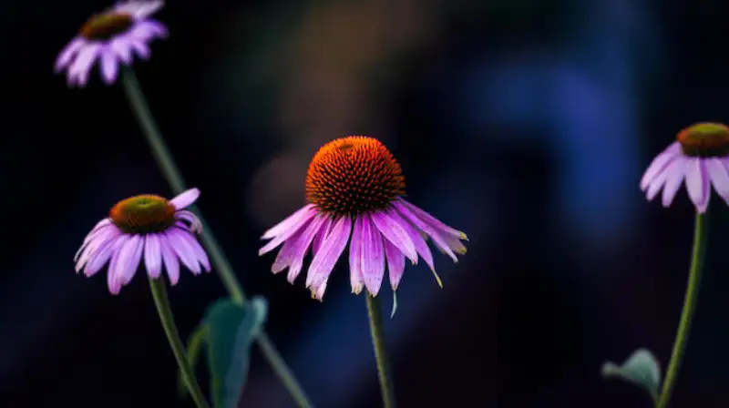 close-up-pink-flowering-plant