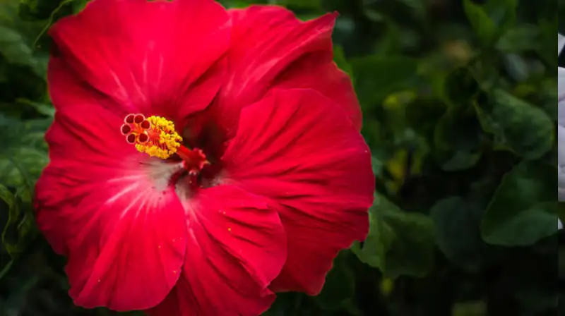 close-up-red-hibiscus-blooming-outdoors