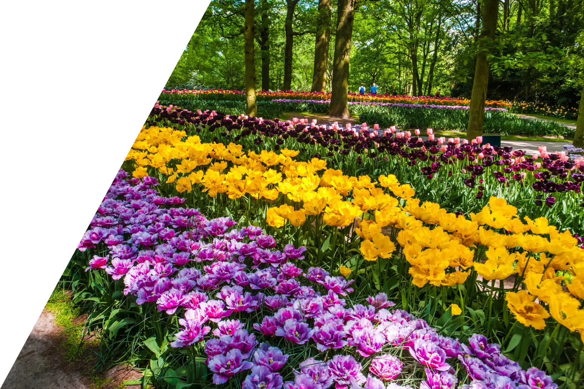flower-garden flower-garden