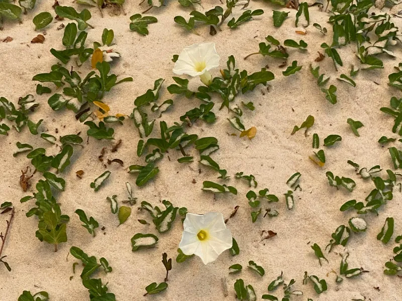 flowers in sand