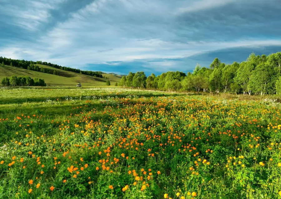green landscape with flower green landscape with flower
