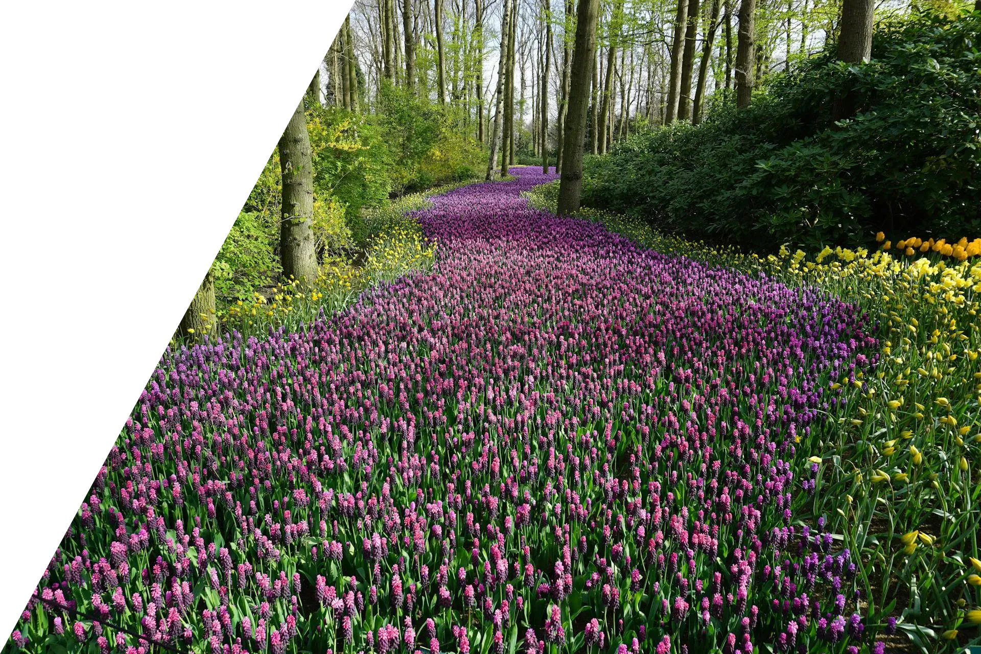 lavender flowers in a forest