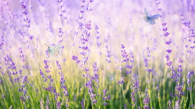 natural-background-lavender-flowers-with-flying-butterflies