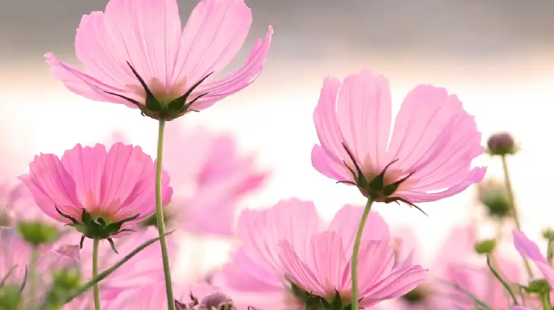 pink-flowers