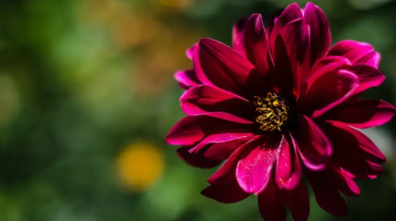 purple-susan-flower