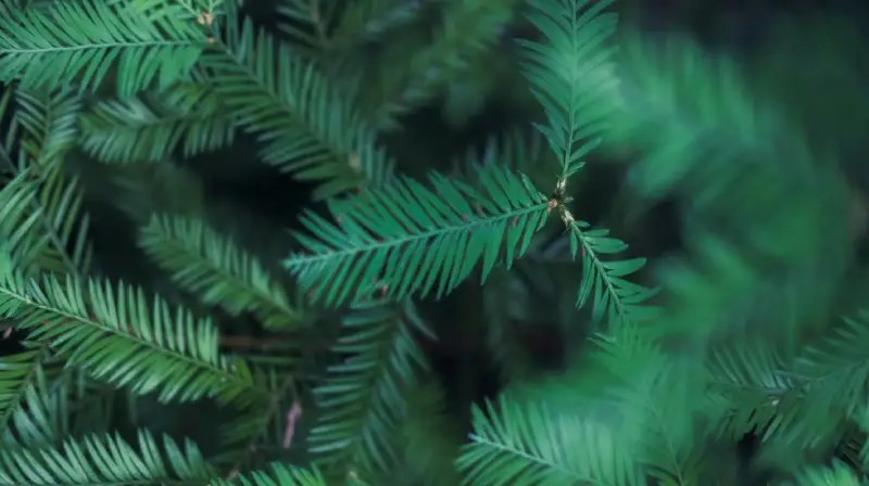 vertical-closeup-shot-green-fern-leaves