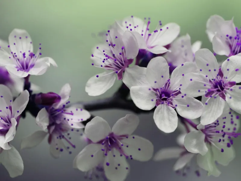 white and purple flowers