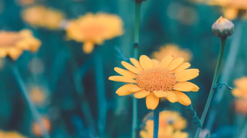 yellow-flowering