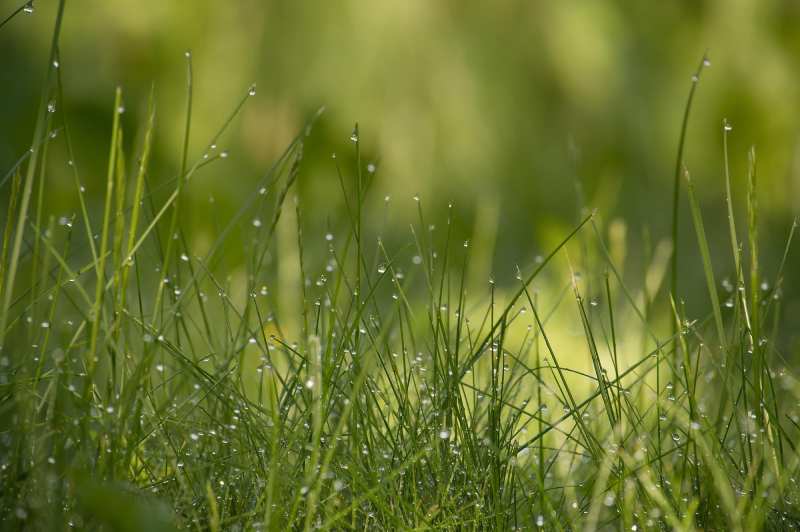 avatar Green grass is covered with drops of morning dew